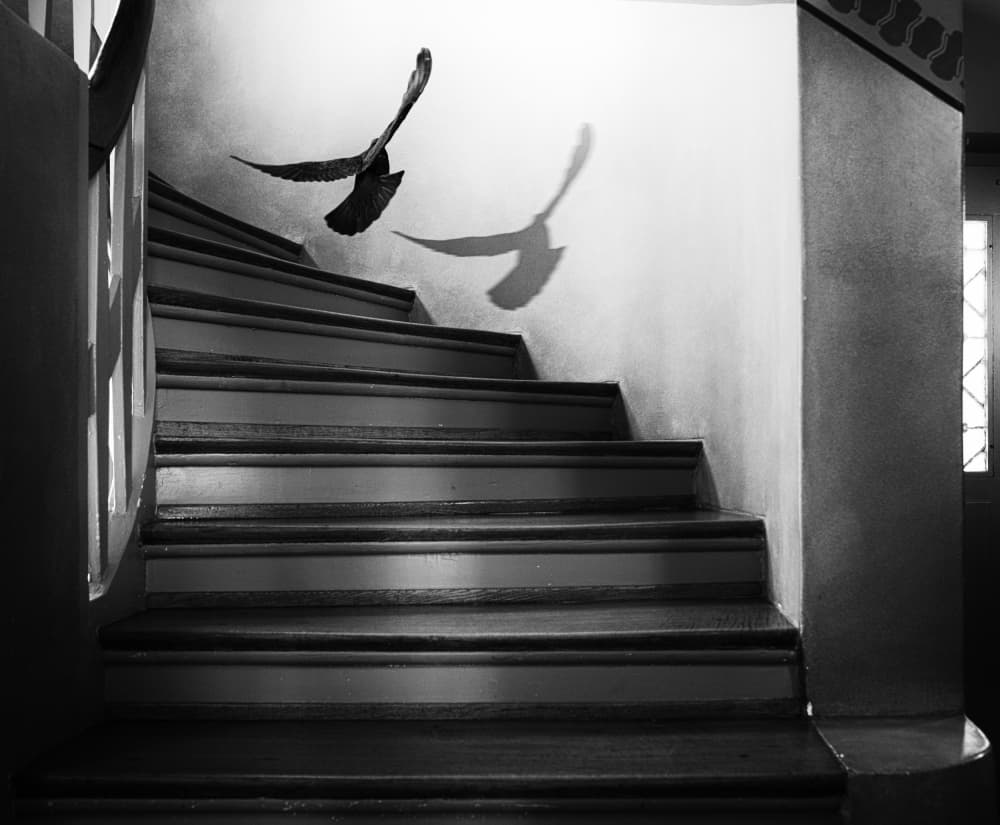 Graceful Stairway Pigeon by Holger Droste — canvas wall art