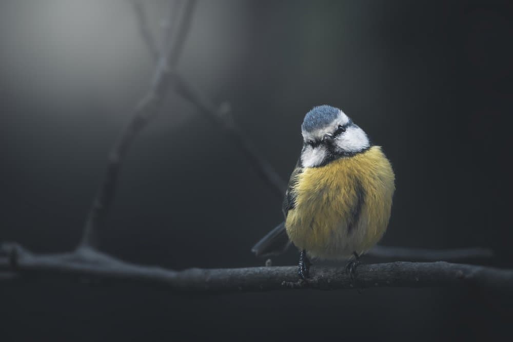 Quiet Blue Tit by Thomas de Franzoni — canvas wall art