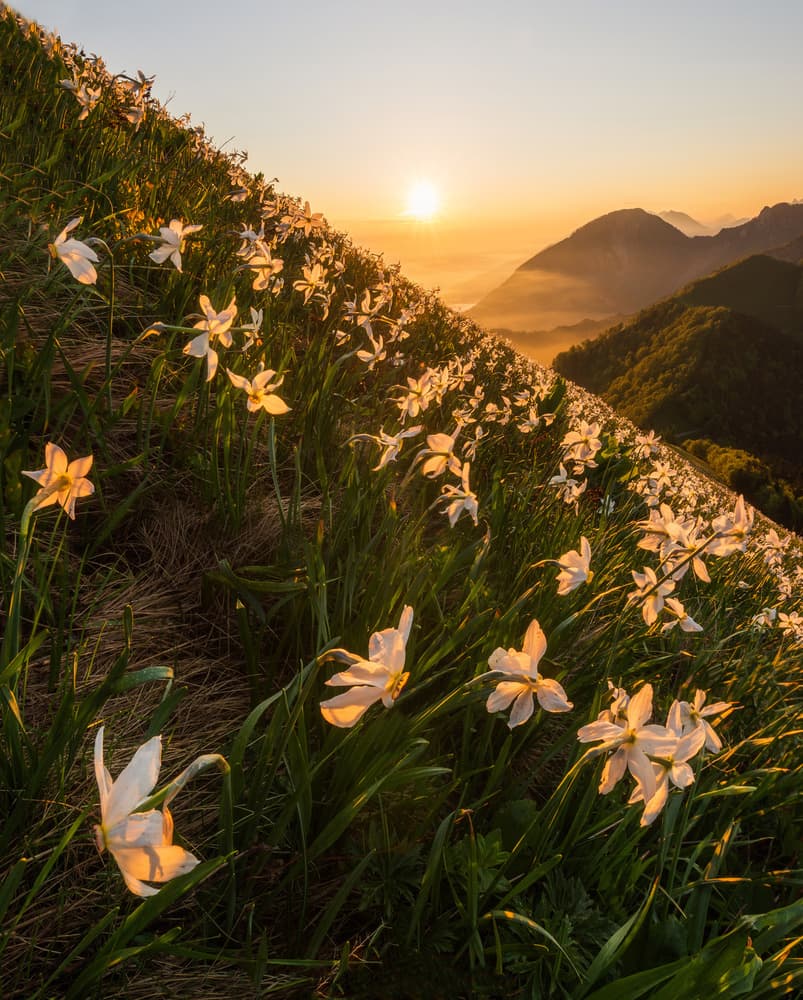 Golden Hour Mountain Blooms by Ales Krivec — canvas wall art