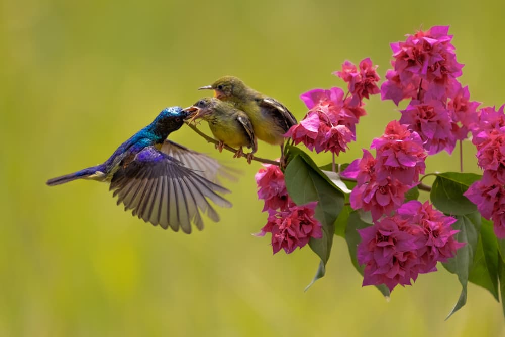 Sunbird Feeding Family by Lisdiyanto Suhardjo — canvas wall art