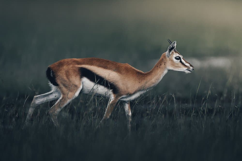 Graceful Gazelle in Savanna by Ahmed Sobhi — canvas wall art