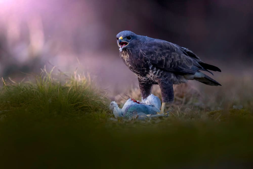 Buzzard's Intense Meal by Marco Redaelli — canvas wall art