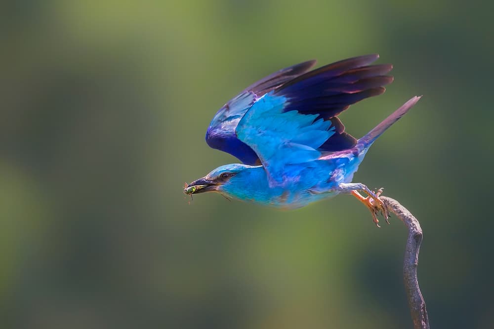 Vibrant Blue Bird Flight by Jun Zuo — canvas wall art