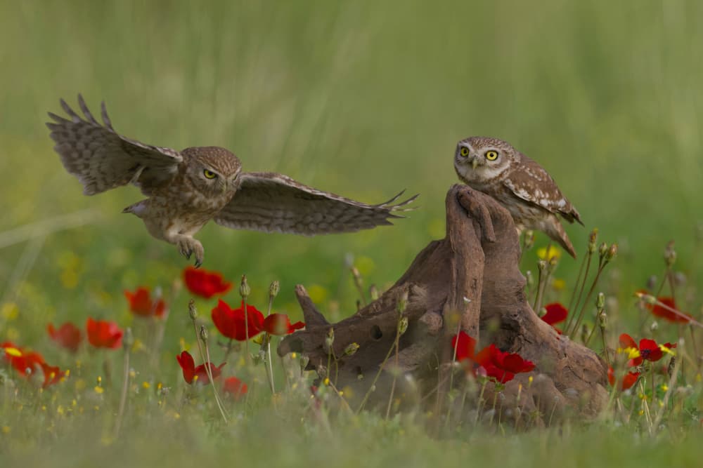 Flying Owls and Poppies by David Manusevich — canvas wall art