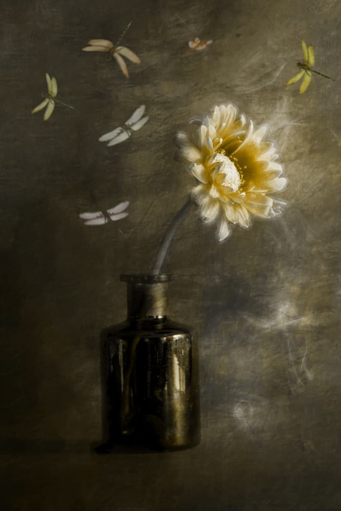 Golden Bloom Dragonflies by Cicek Kiral — canvas wall art