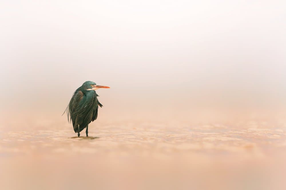 Western Reef Heron by Sina Pezeshki — canvas wall art