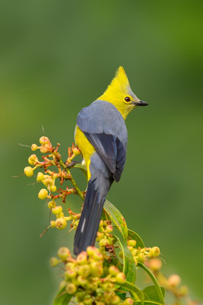 Vibrant Yellow Crested Bird by Mike He — canvas wall art