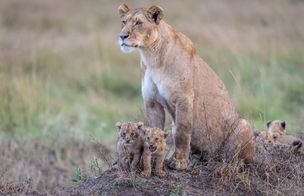 Savanna Lion Family by Jeffrey C. Sink — canvas wall art