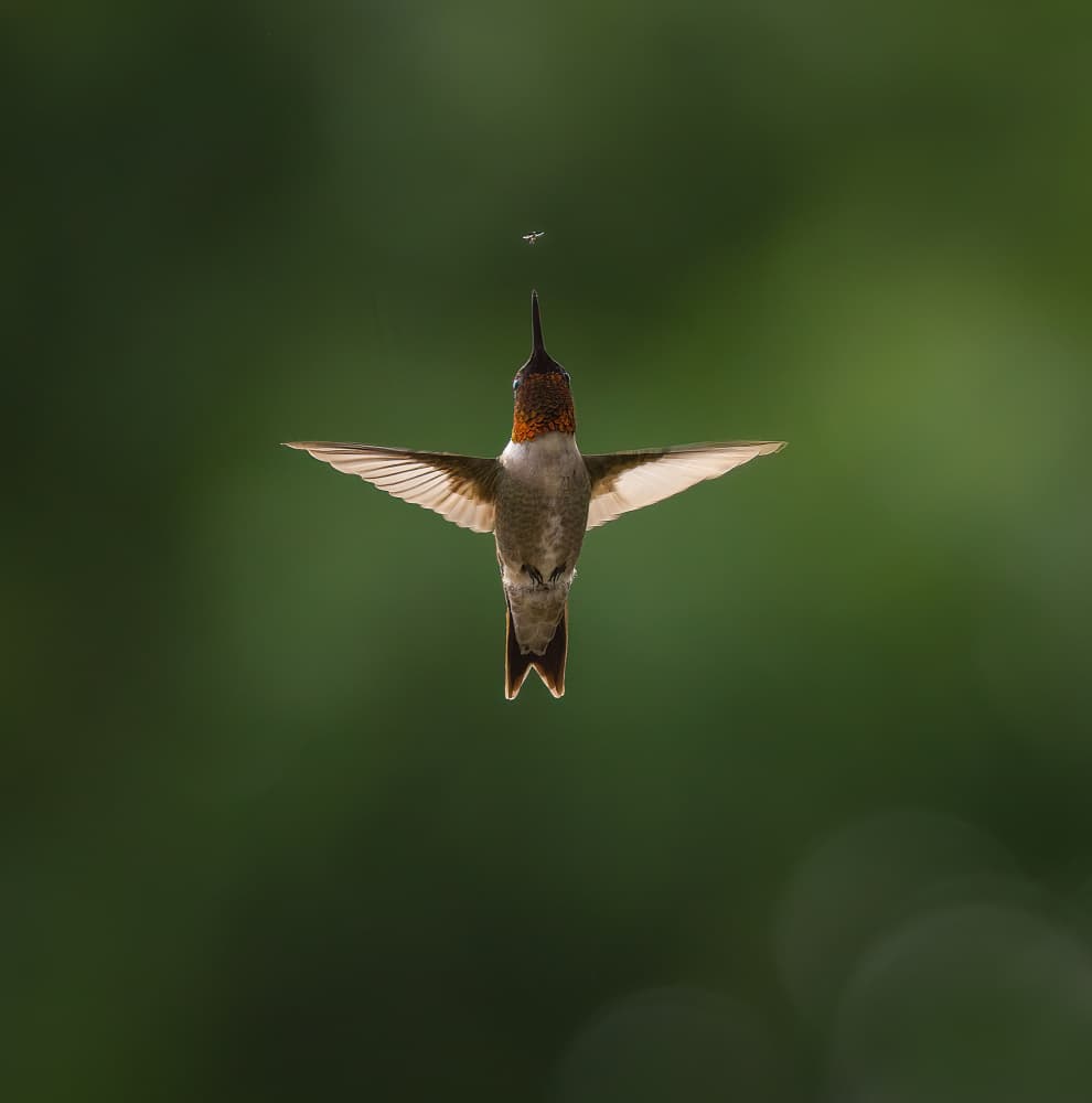 Hummingbird Catching Insect by Eugene Zhu — canvas wall art