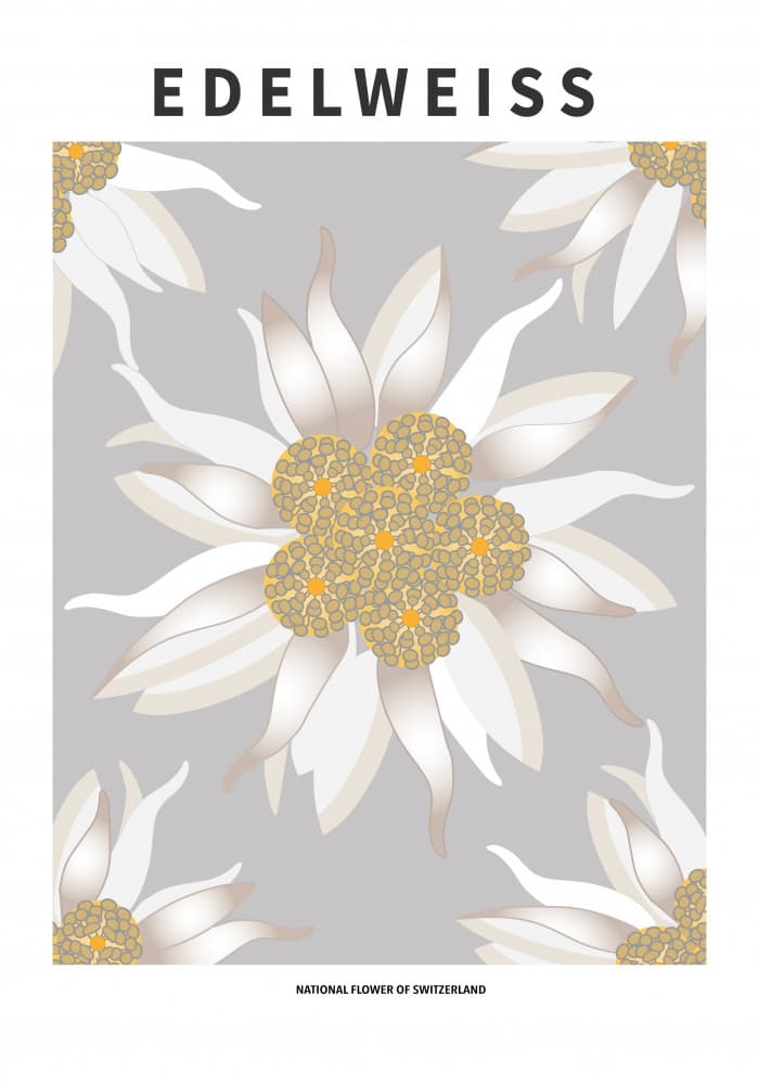 Alpine Edelweiss Flowers by Paperago — canvas wall art