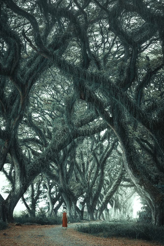 Enchanted Tree Tunnel by TIANQI — canvas wall art