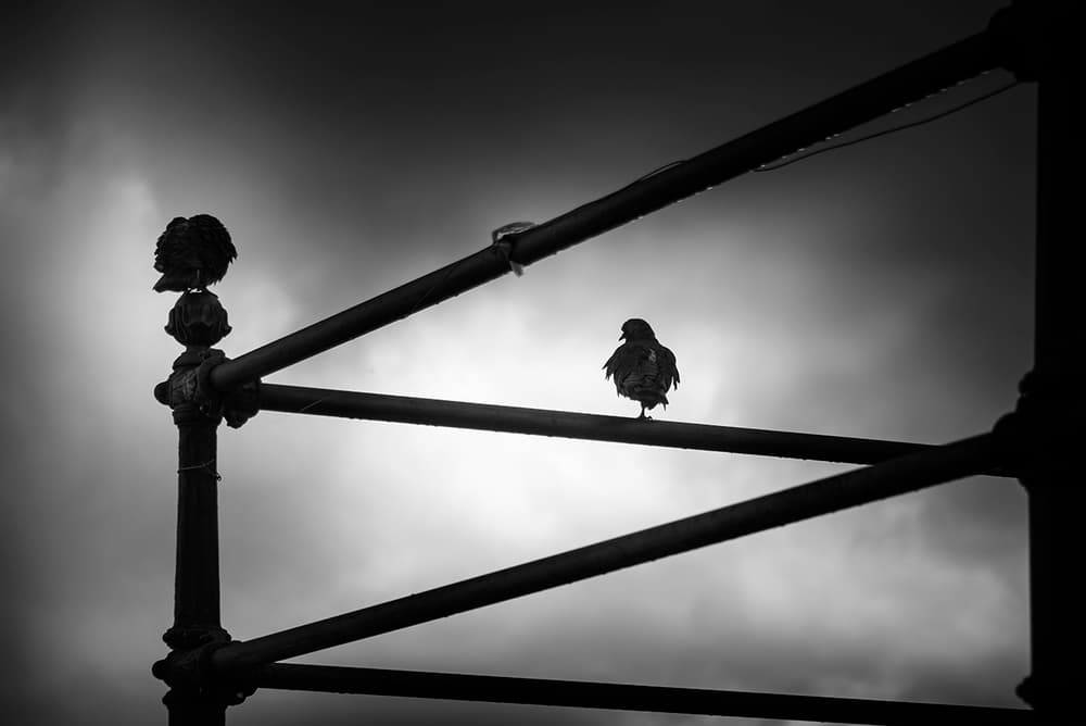 Urban Pigeon Silhouettes by George Digalakis — canvas wall art