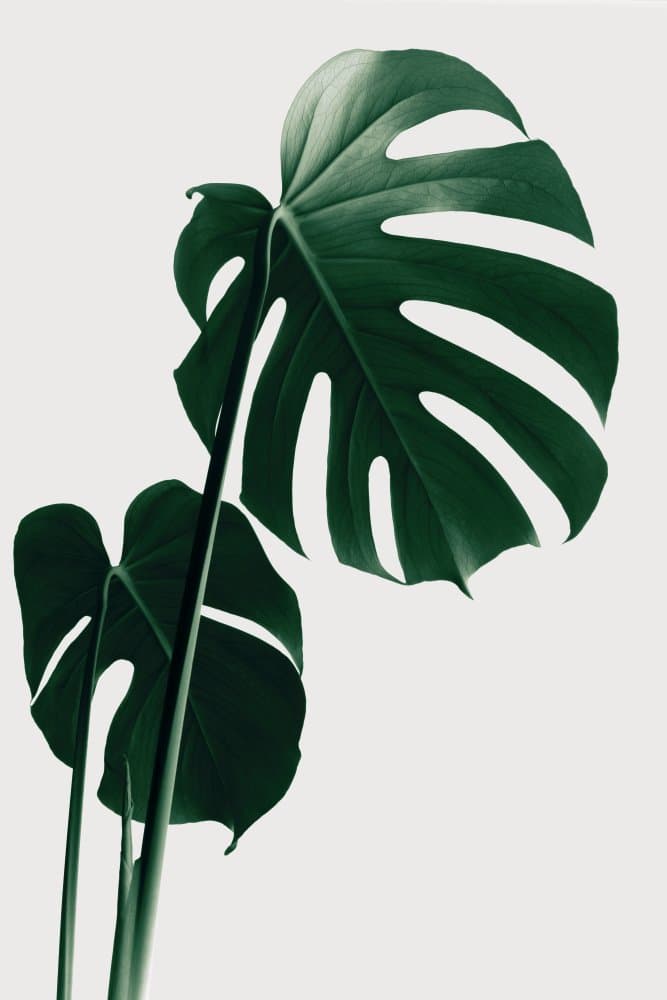 Lush Green Monstera by Pictufy Studio III — canvas wall art