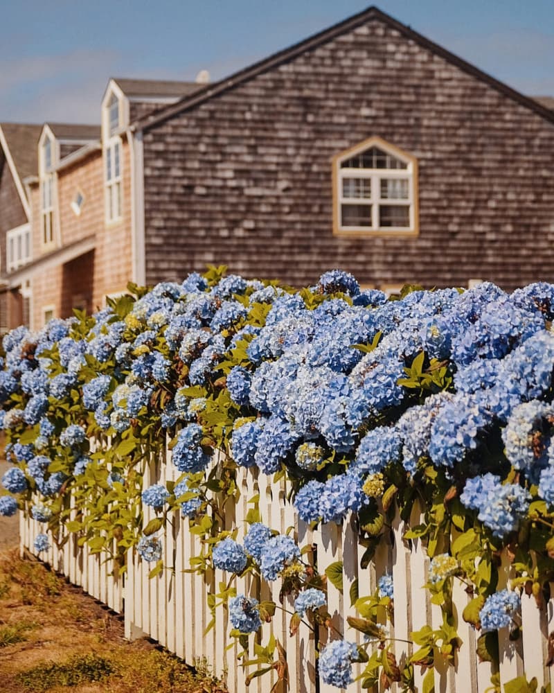 Charming Hydrangea Garden by Del Mundo Imagery — canvas wall art