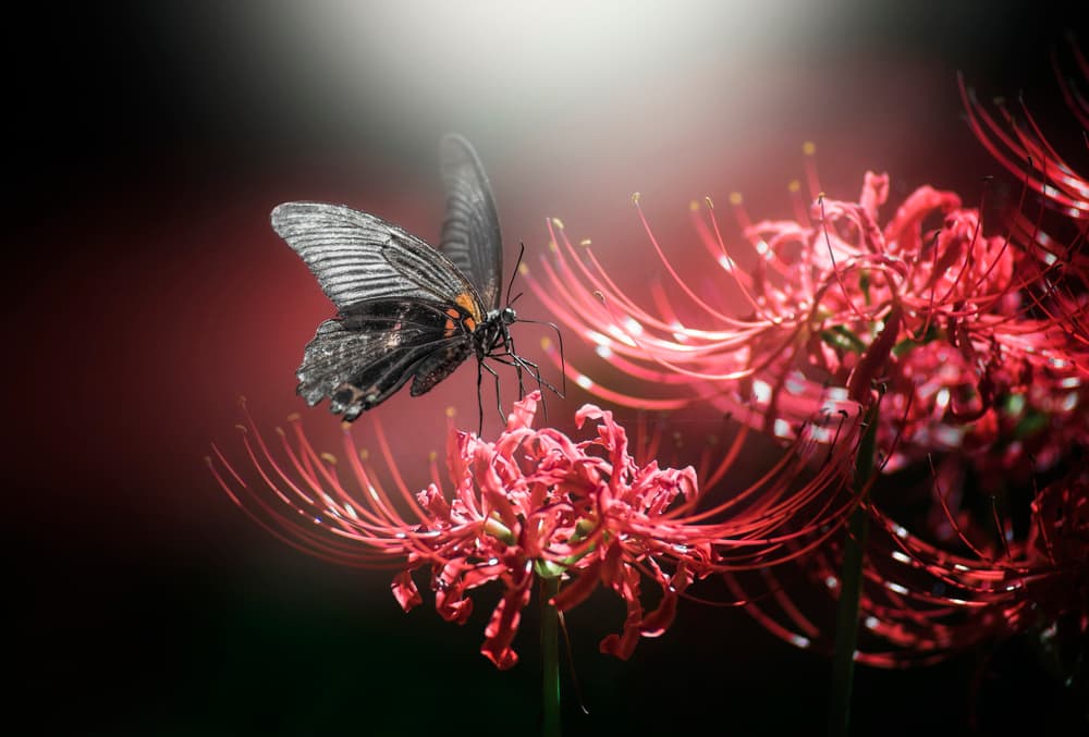 Elegant Butterfly Red Lily by Takashi Suzuki — canvas wall art