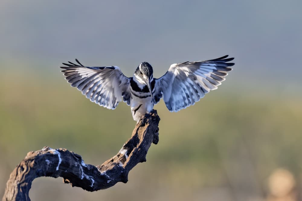 Pied Kingfisher Wings Spread by Alessandro Catta — canvas wall art