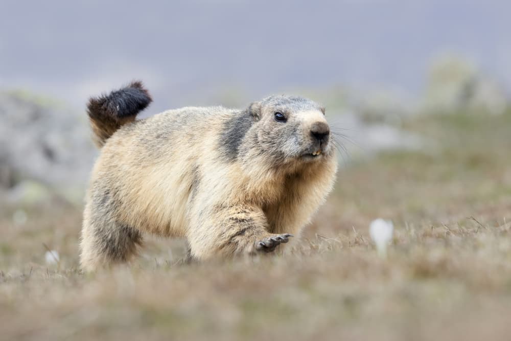 Alpine Marmot's Stroll by Paolo Bolla — canvas wall art