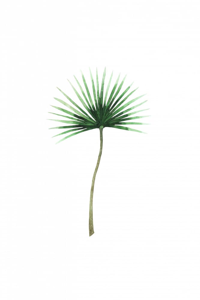 Tropical Palm Frond by Karen Menzenbach — canvas wall art