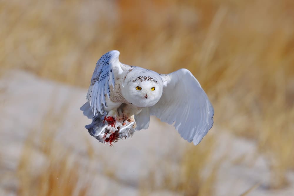 Snowy Owl Takes Prey by Gavin Lam — canvas wall art