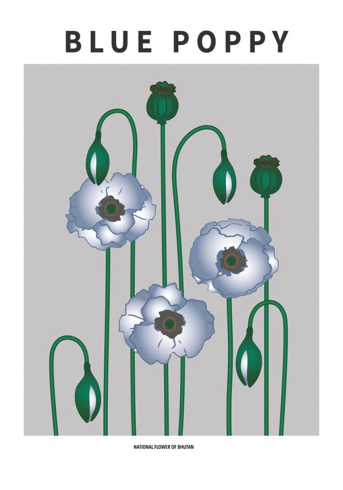 Bhutan Blue Poppies by Paperago — canvas wall art
