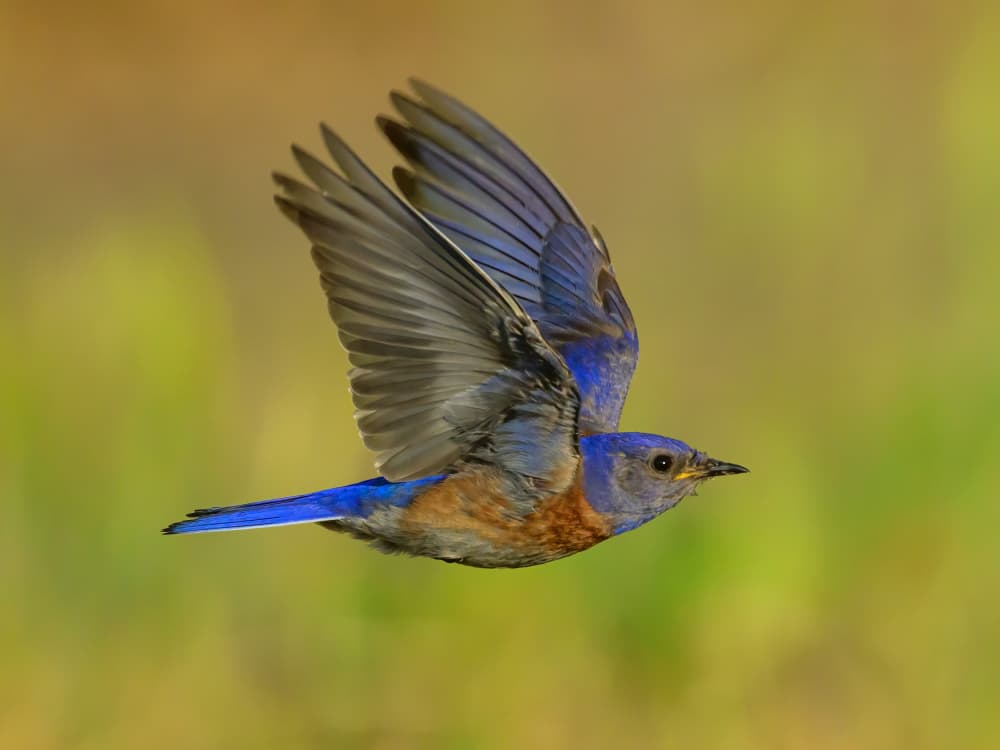 Bluebird in Flight by Moses Wang — canvas wall art