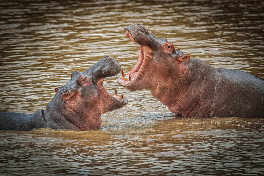 Hippos Confront in Water by Jeffrey C. Sink — canvas wall art