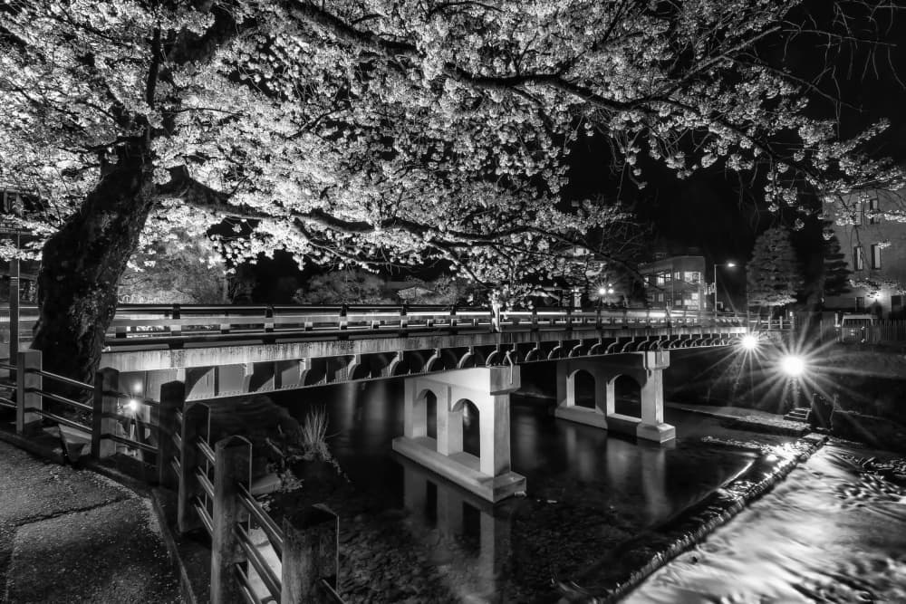 Sakura Night Bridge by Melanie Viola — canvas wall art