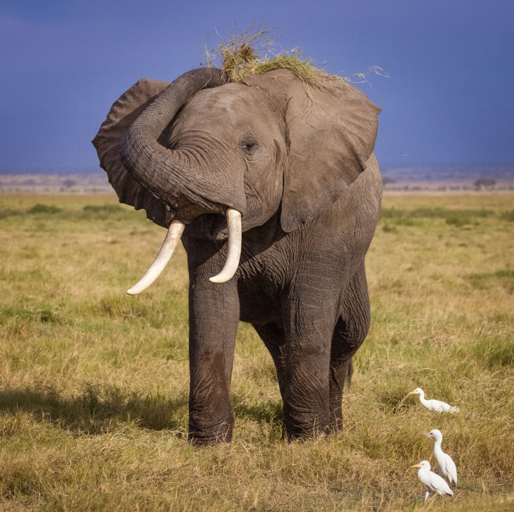African Elephant Savanna by Hamza Qarooni — canvas wall art