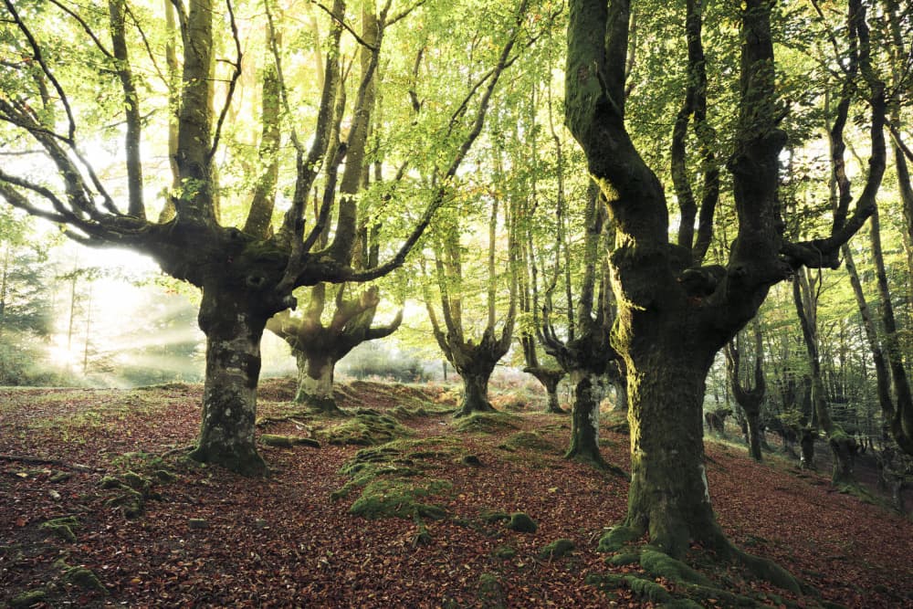 Magic Grove by Stefan Hefele — canvas wall art