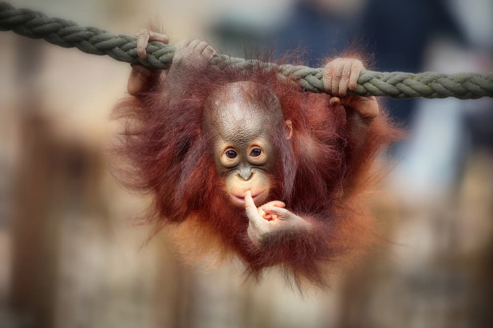Curious Baby Orangutan by Antje Wenner-Braun — canvas wall art
