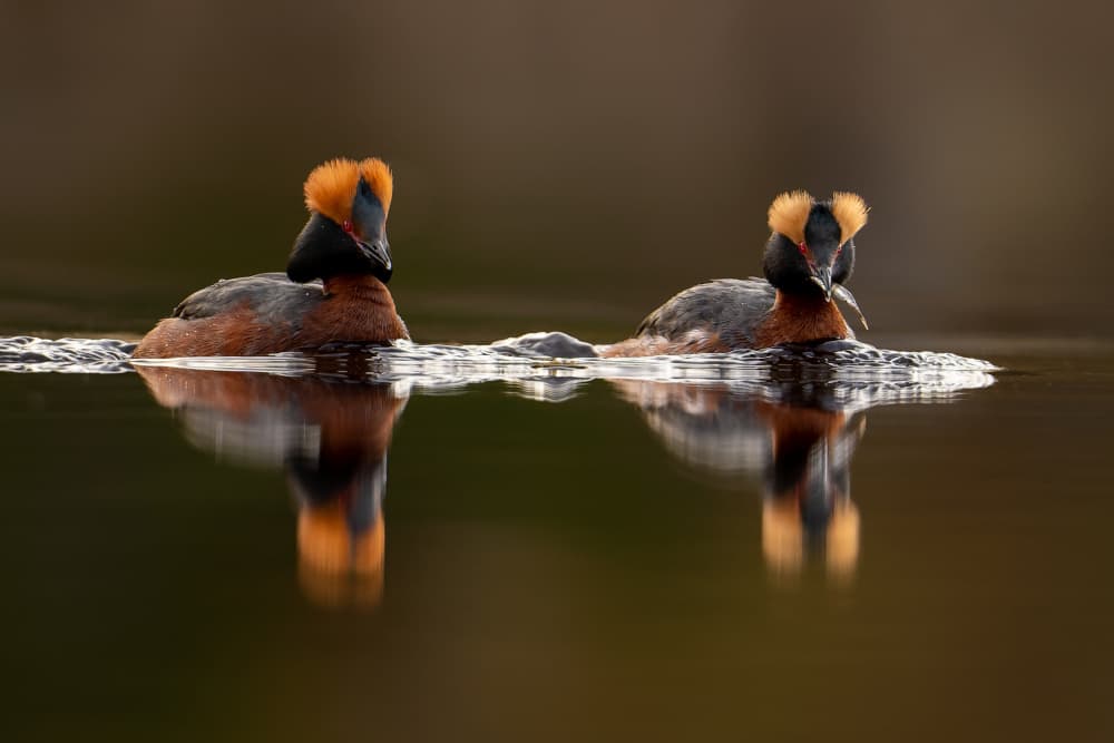 Horned Grebes Reflection by The Jar - Geir Jartveit — canvas wall art