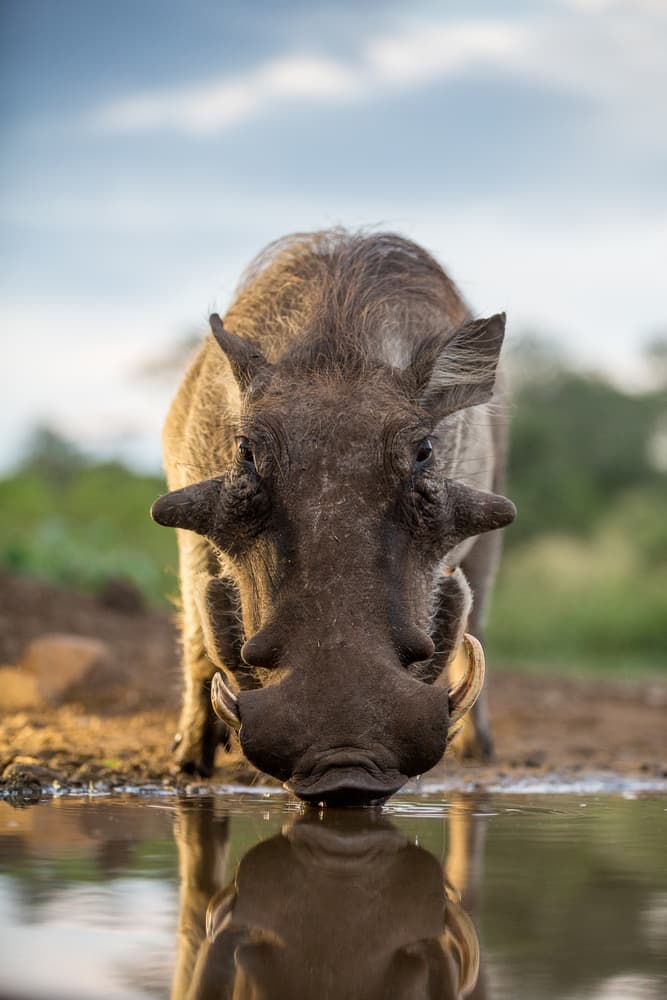 Warthog Drinking Reflection by Jaco Marx — canvas wall art