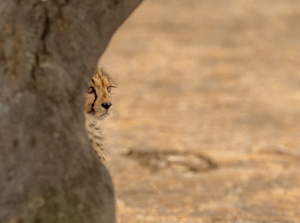 Curious Cheetah Cub by Jaco Marx — canvas wall art