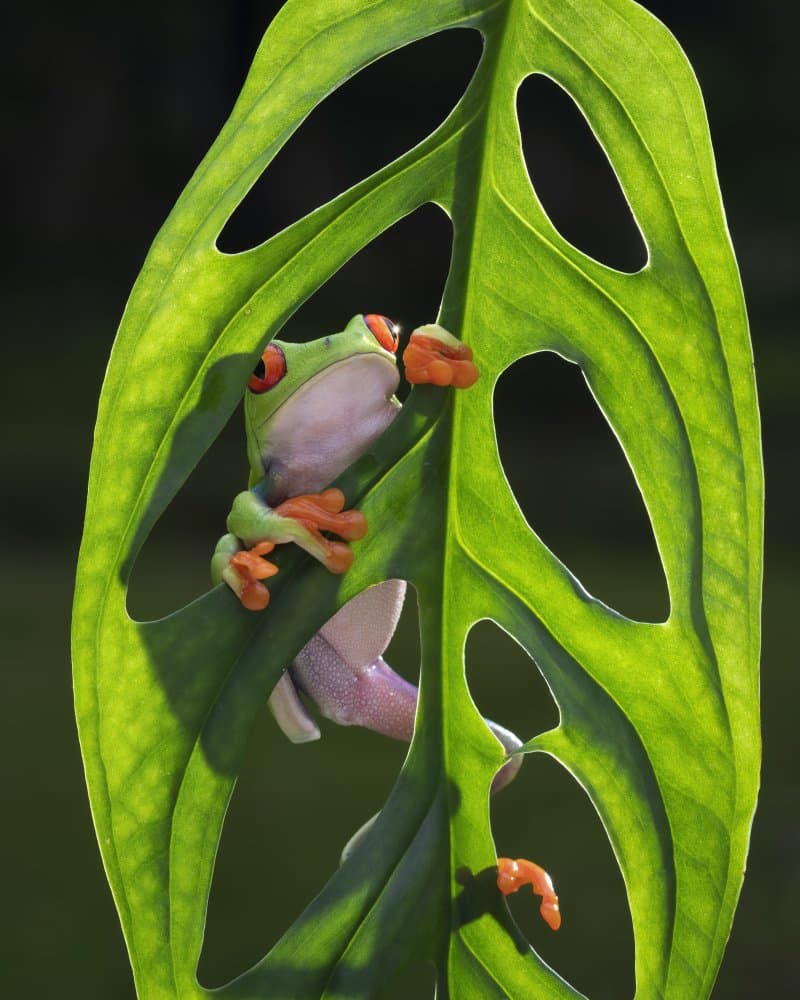 Red-Eyed Tree Frog by Rini Widyantini — canvas wall art