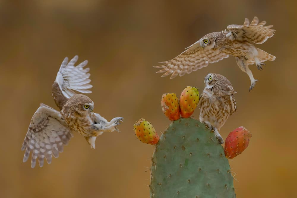 Burrowing Owls Cactus Flight by David Manusevich — canvas wall art