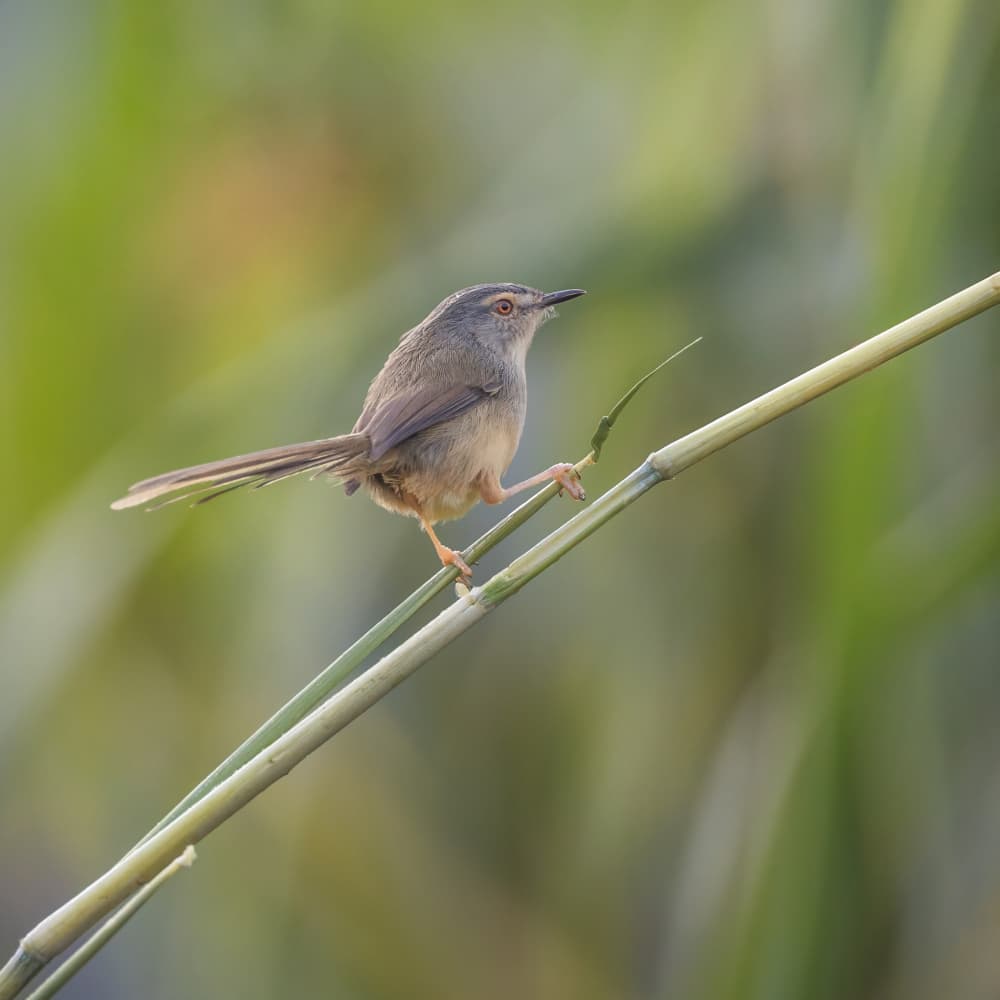 Delicate Bird Perch by Taksing (吉星高照) — canvas wall art