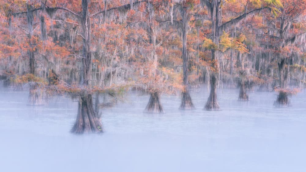Misty Autumn Cypress by Willa Wei — canvas wall art