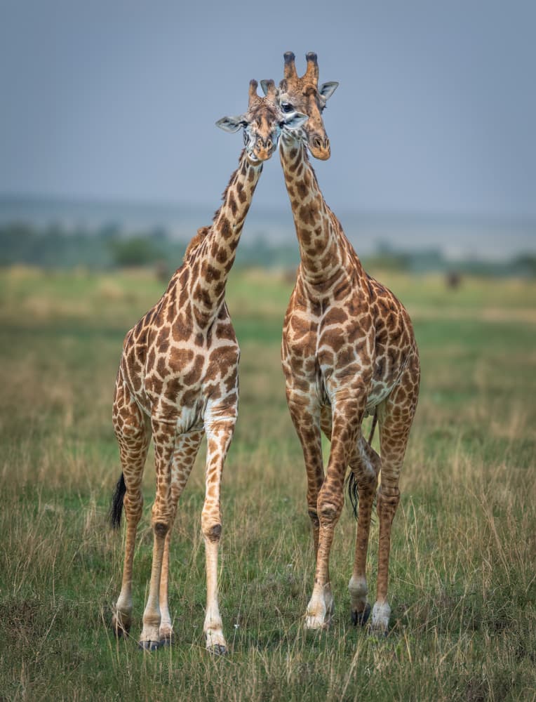 Nuzzling Giraffe Pair by Jeffrey C. Sink — canvas wall art