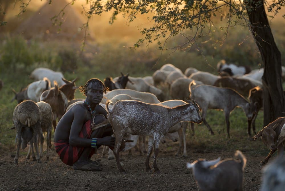 Golden Hour Milking by Sarawut Intarob — canvas wall art