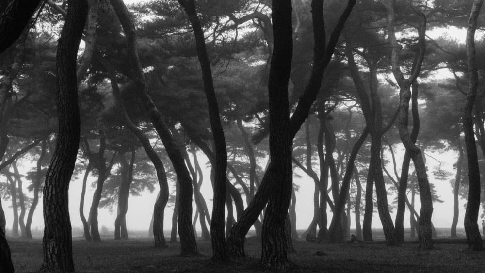 Misty Pine Forest by MIN CHEOL KIM — canvas wall art