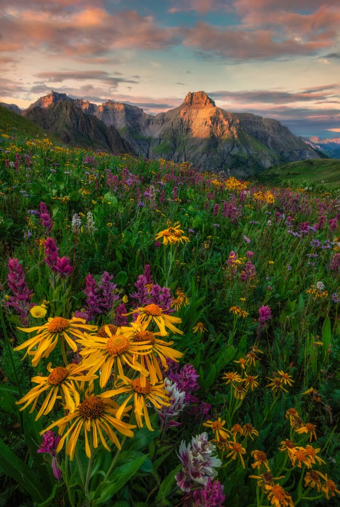 Alpine Wildflower Sunset by Mei Xu — canvas wall art
