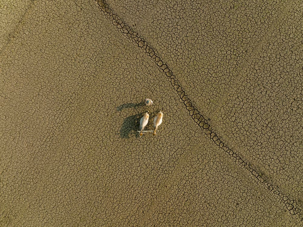 Arid Land Pelicans by Azim Khan Ronnie — canvas wall art