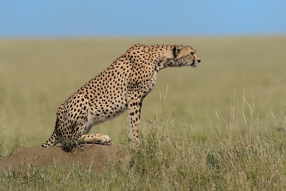 Cheetah on Lookout by Marco Pozzi — canvas wall art