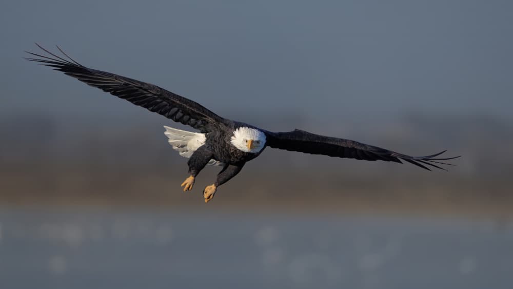 Majestic Eagle Flight by Qing Zhao — canvas wall art