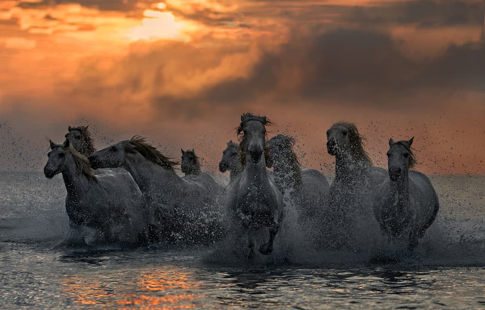 Wild Horses Sunset Run by Xavier Ortega — canvas wall art