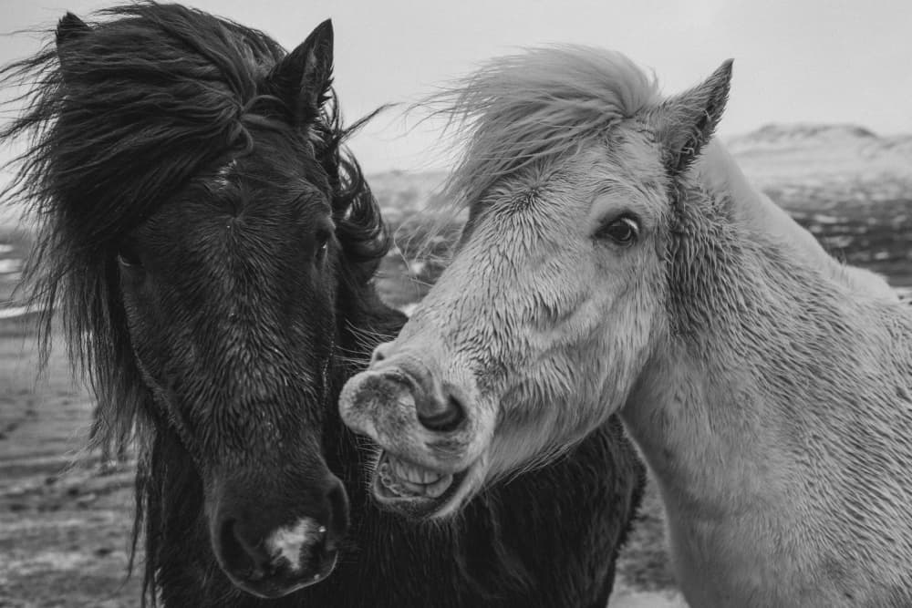 Funny Horse Friends by Li Ying — canvas wall art