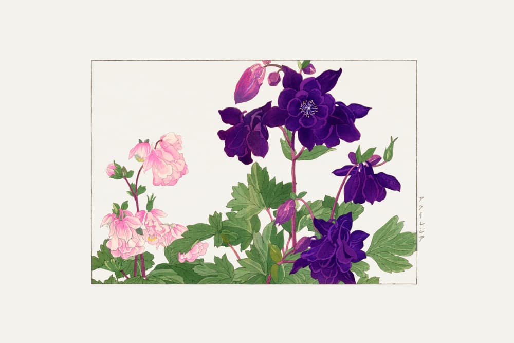 Aquilegia Flower No.2 by Tanigami Konan — canvas wall art