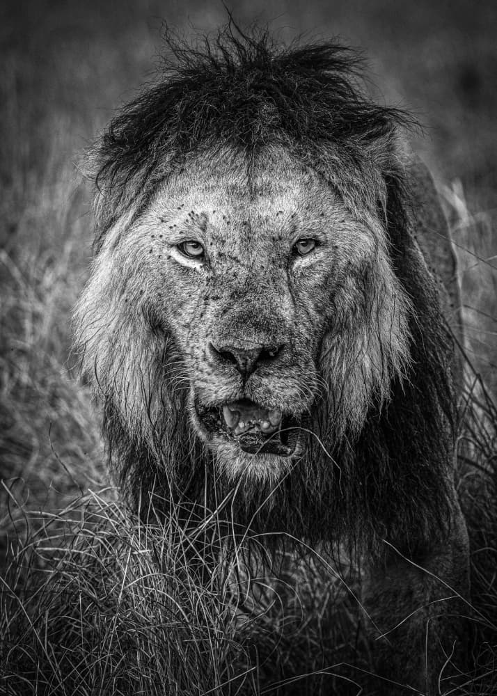 Wild Lion Portrait by Hamza Qarooni — canvas wall art
