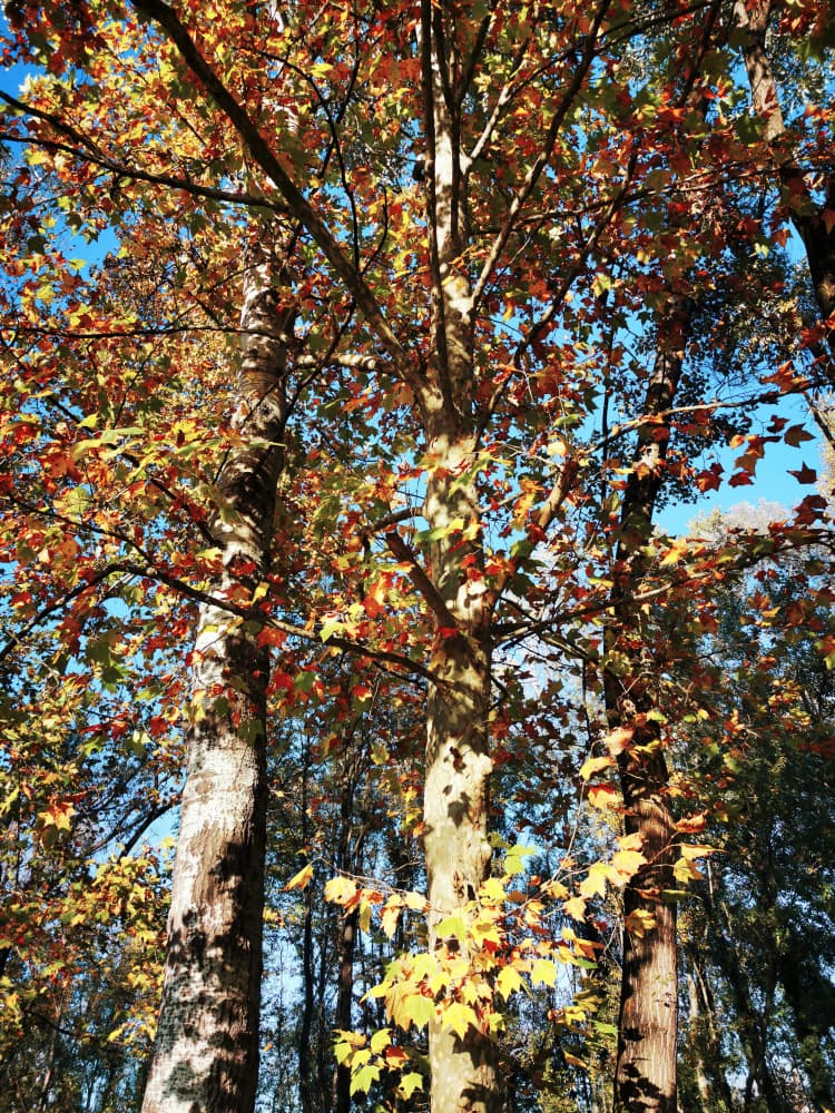 Golden Autumn Trees by Angelo Cerantola — canvas wall art