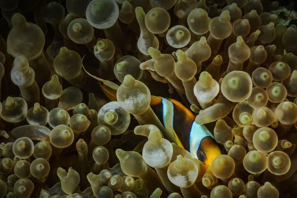 Clownfish Anemone Home by Serge Melesan — canvas wall art